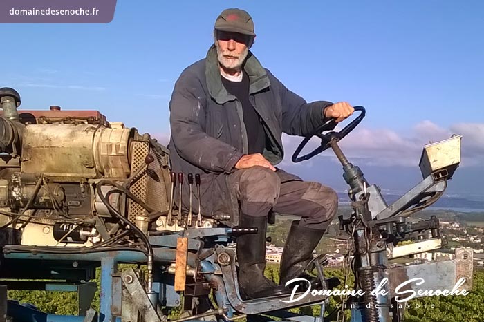 Les caisses à vendanges, une fois remplies, sont hissées et transportées sur un char tiré par l’enjambeur jusqu’au pressoir...