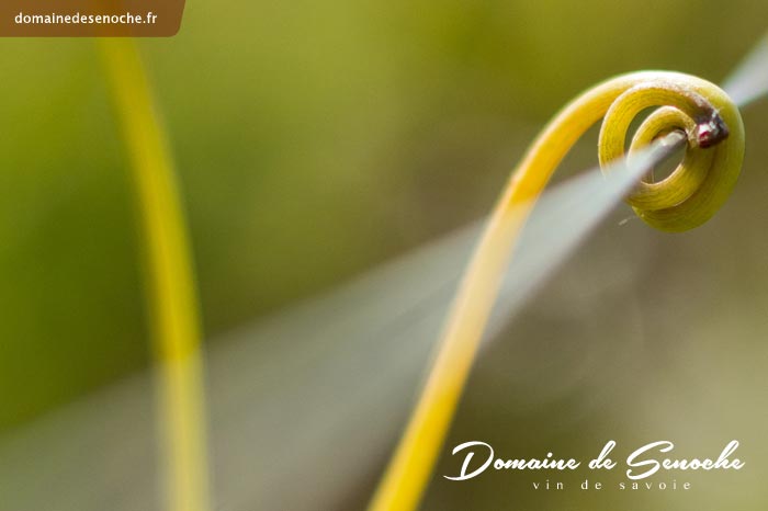 Une jeune vigne