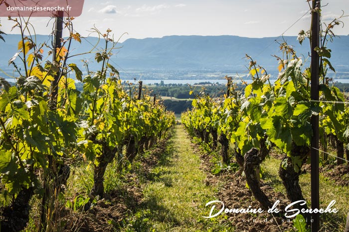 Le saclage autour des jeunes plants, l’arrachage des chardons et autres herbes indésirables au pied des souches, se font à la main tout au long de la belle saison. 