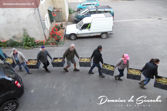 La date des vendanges est une décision cruciale. En théorie, elles démarrent lorsque le vigneron estime que ses raisins ont atteint le niveau qualitatif souhaité. 