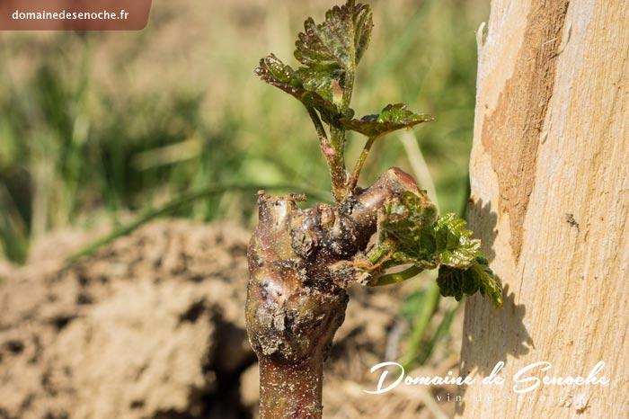 Quand la végétation démarre, des bourgeons éclosent un peu partout sur le cep.